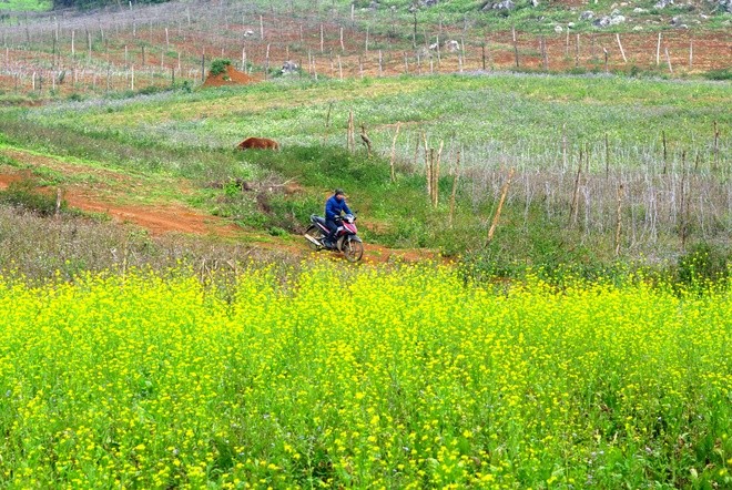 Moc Chau in winter - ảnh 3